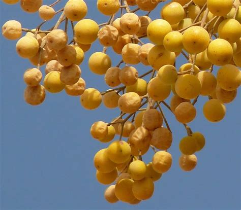 are china berries harmful to my dog